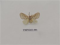 藏品(灰雙線刺蛾)的圖片